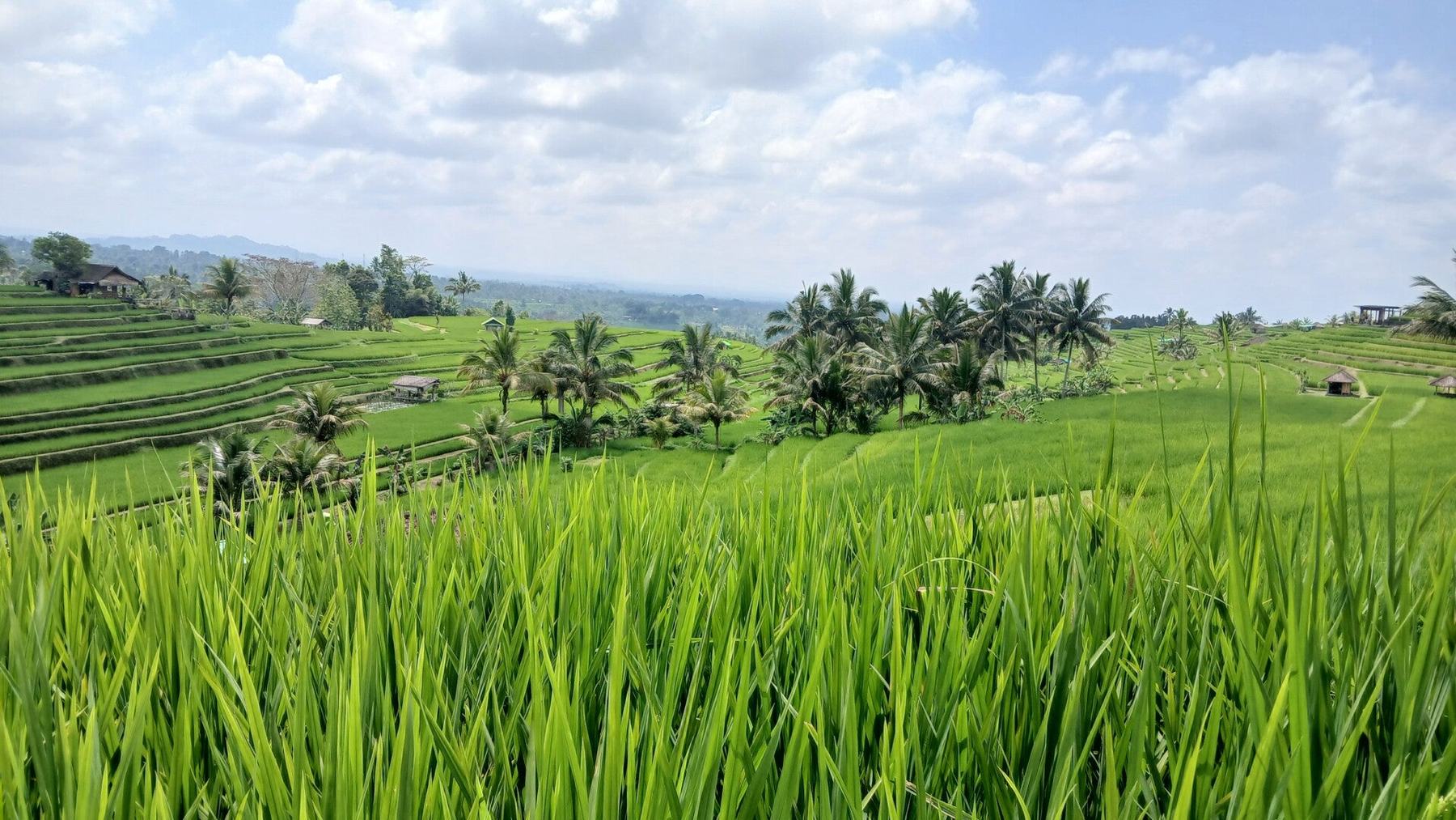 Rizières en terrasses verdoyantes sous un ciel nuageux à Bali