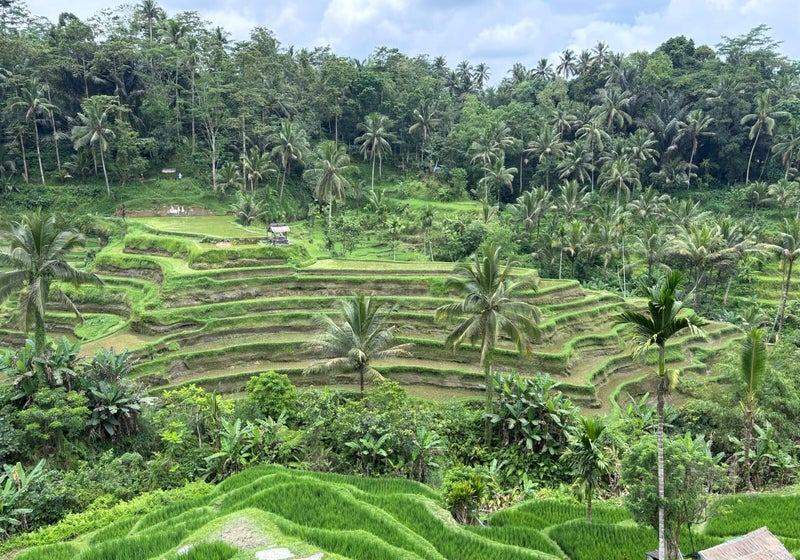 Rizières en terrasses de Tegallalang près d’Ubud